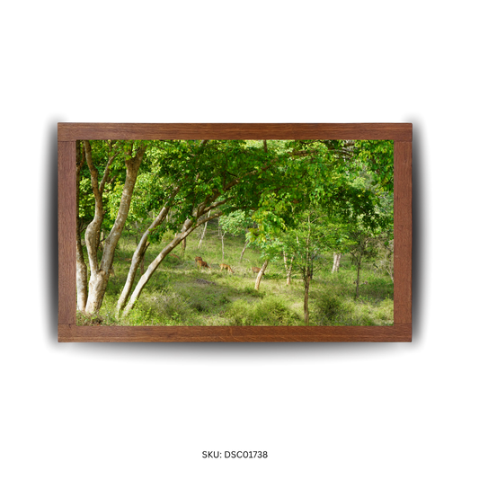 Glimpse of the Gentle Wild - First Image