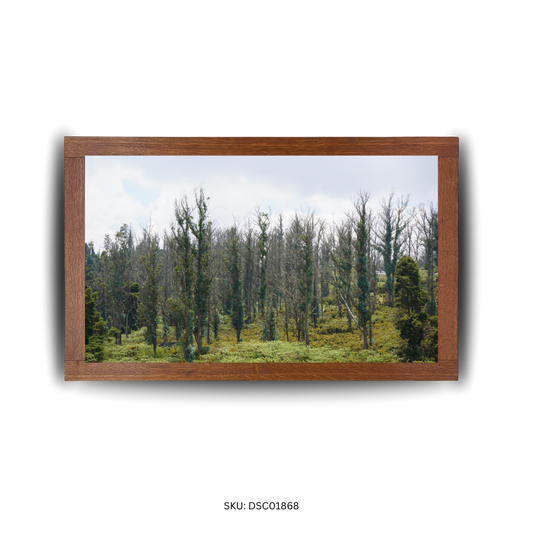 Tall Trees & Tranquility - First Image