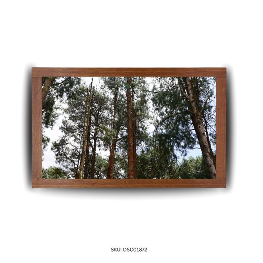 Tropical Tree Majesty - First Image