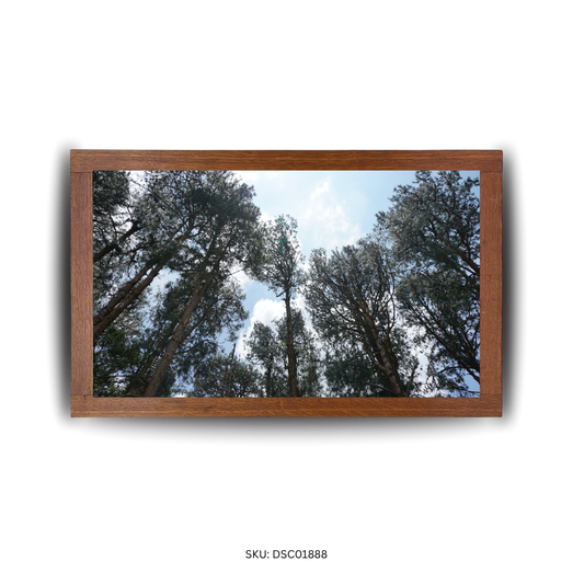 Towering Trunks Paradise - First Image