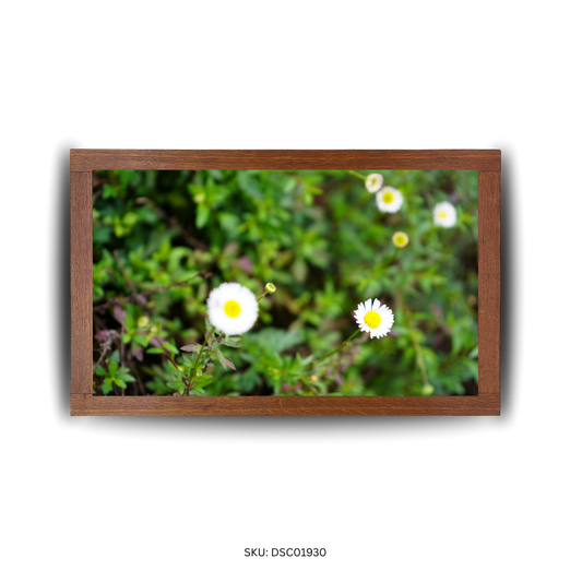 Wild Blooms Along the Way - First Image