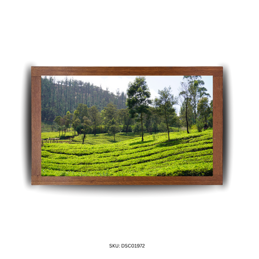 Curves of the Green Estate - First Image