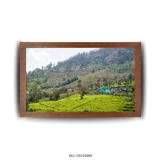 Palm Trails & Plantation Curves - First Image