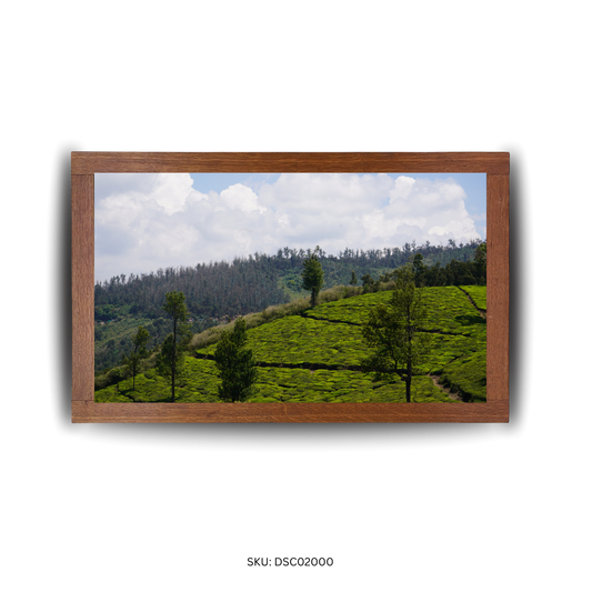 Green Symphony in Curves - First Image