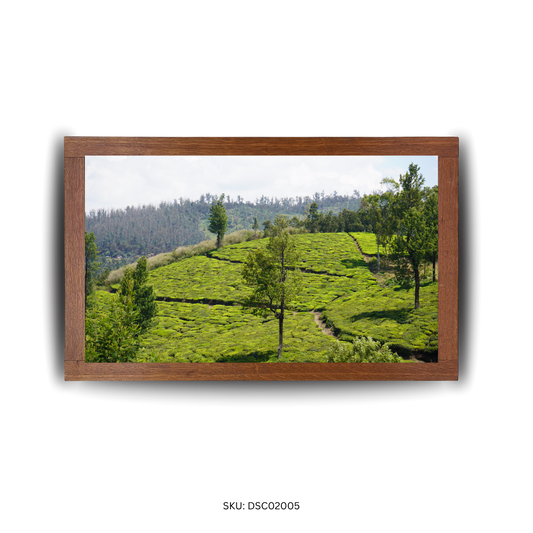 Green Curves & Quiet Groves - First Image