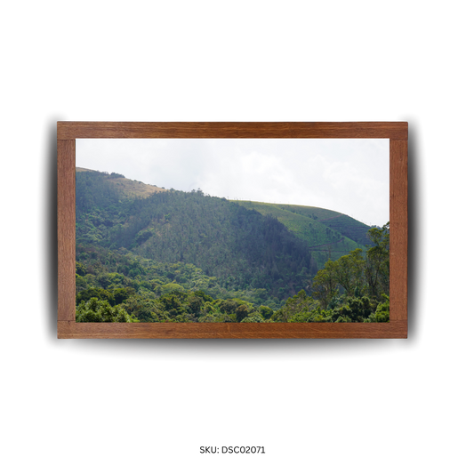 Evergreen Giants of the Hills - First Image