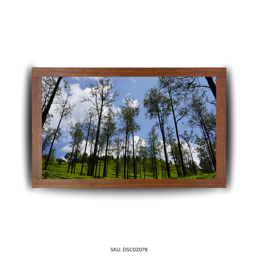 Beneath the Watchful Trees - First Image