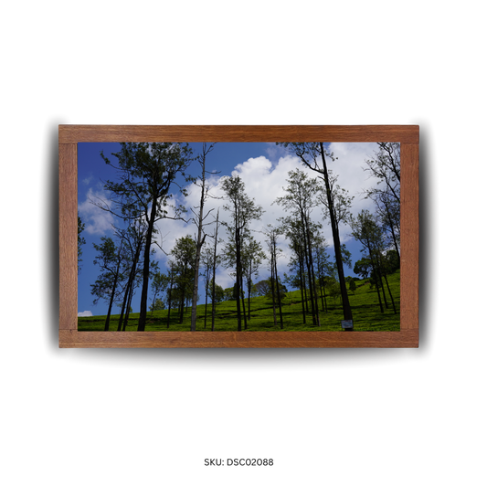 Tall Trees, Gentle Greens - First Image