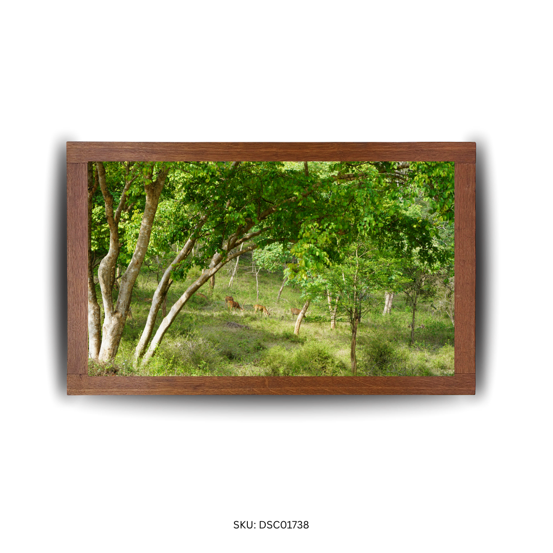 Glimpse of the Gentle Wild - First Image