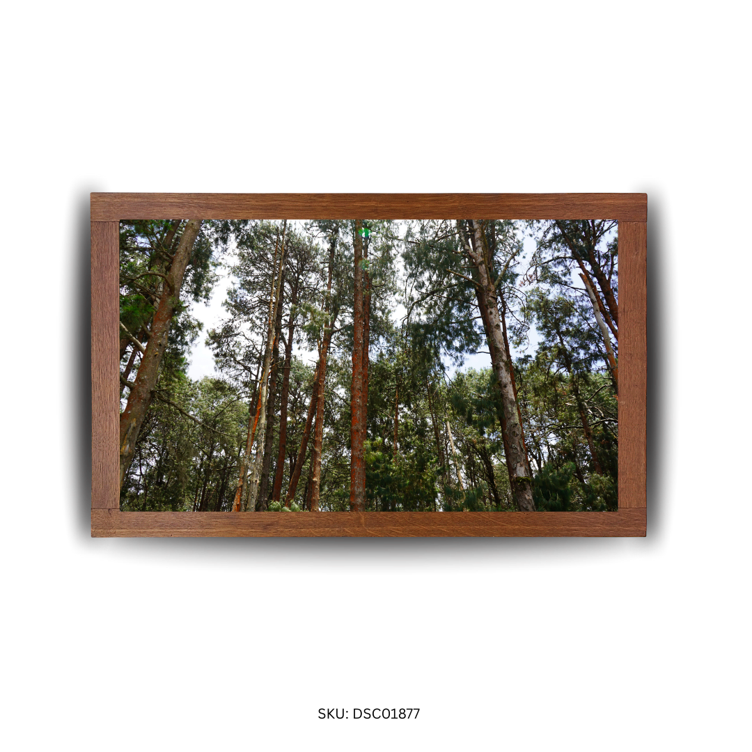 Tall Treescape Bliss - First Image