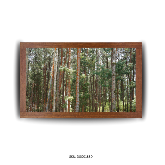 Majestic Palm Grove - First Image