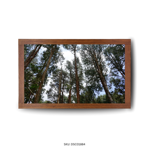 Palm Serenity Forest - First Image