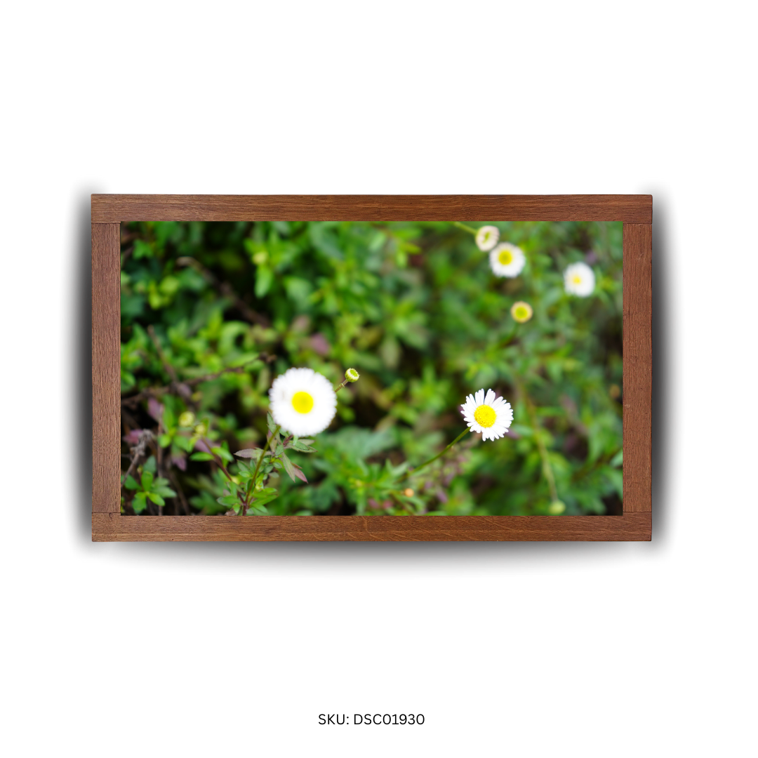 Wild Blooms Along the Way - First Image