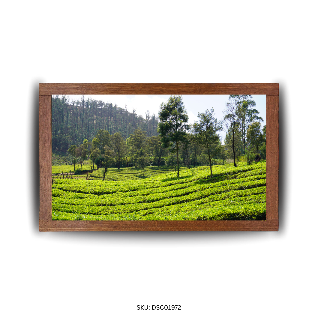 Curves of the Green Estate - First Image