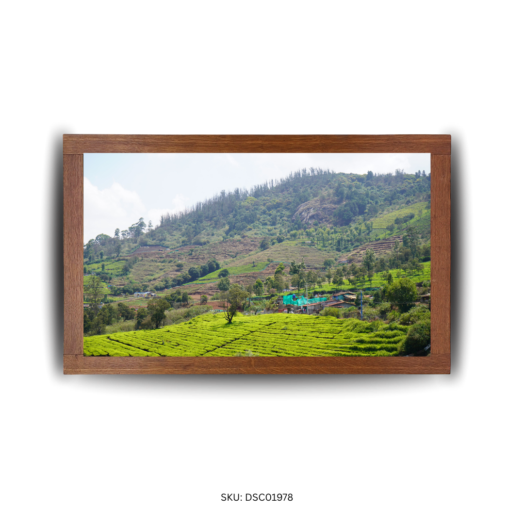Lush Turns & Leafy Giants - First Image