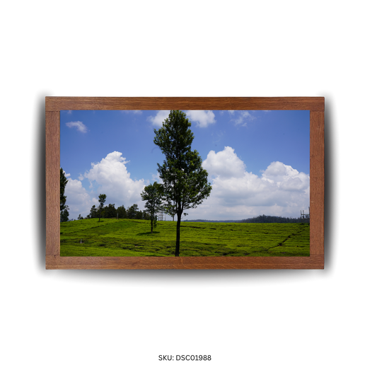 Green Curve Harmony - First Image