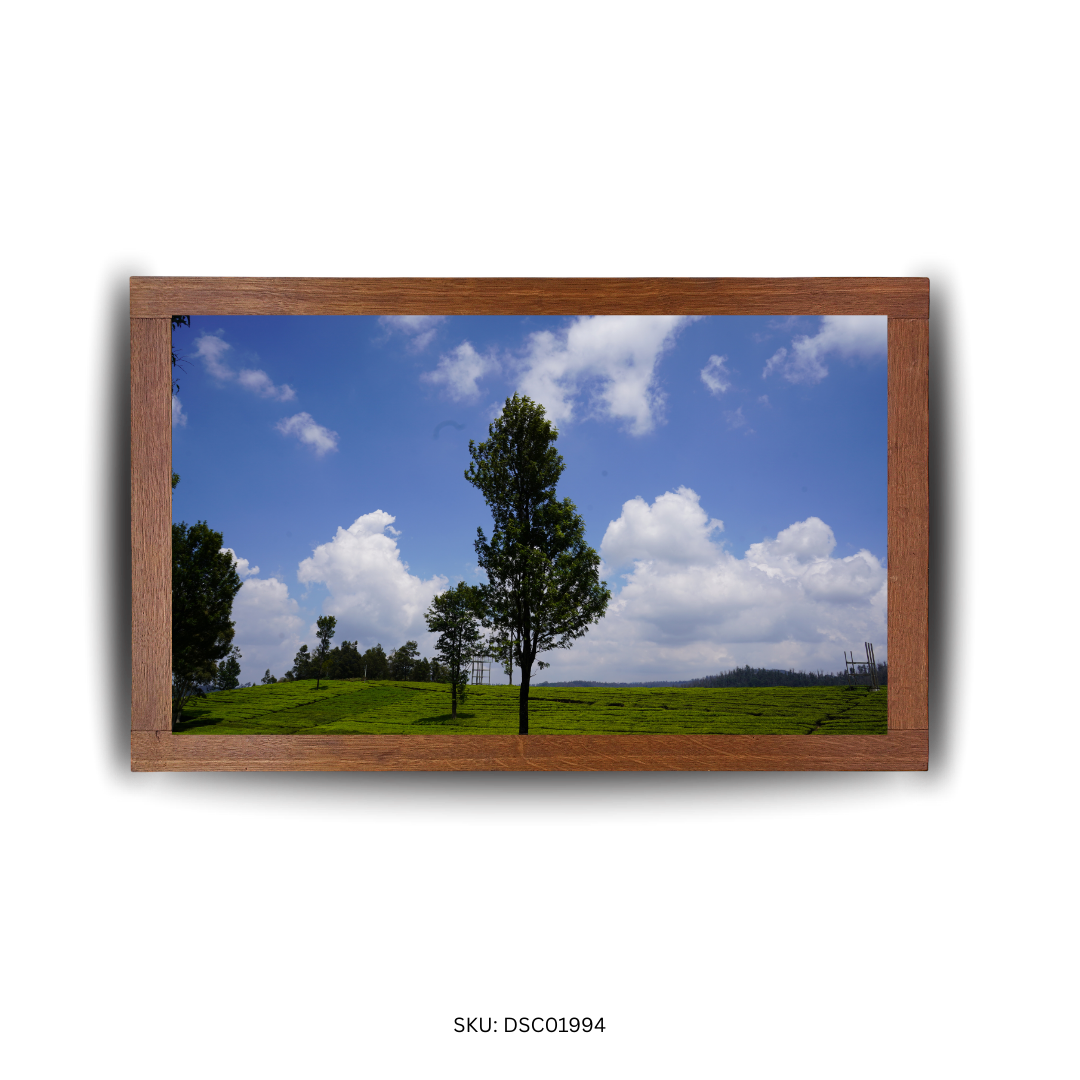 Curved Landscapes & Leafy Dreams - First Image