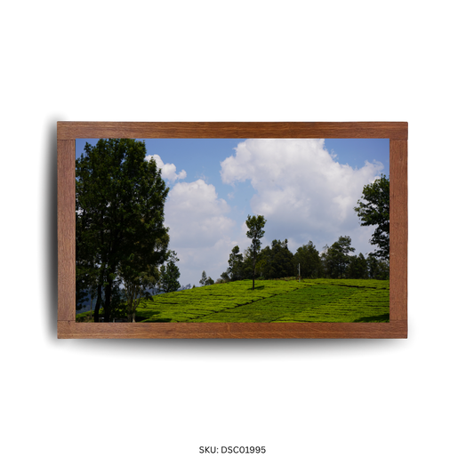 The Plantation Curve - First Image