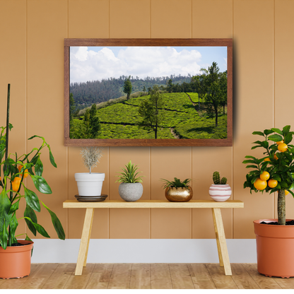 Bend of the Botanical Hills