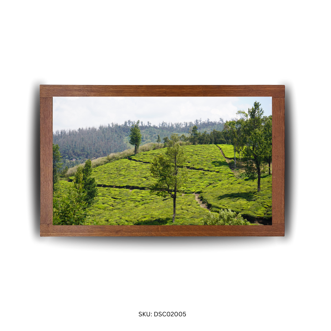 Green Curves & Quiet Groves - First Image