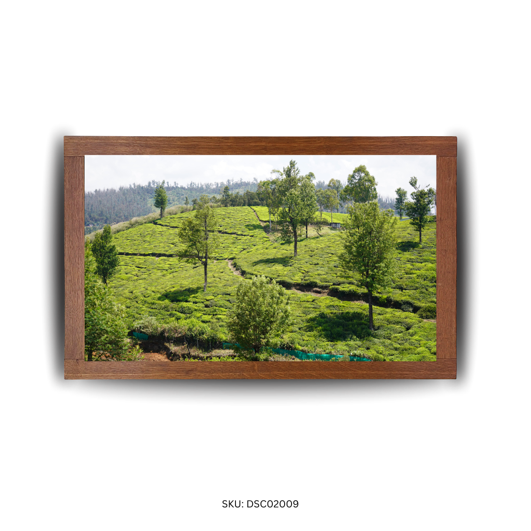 Beneath the Bending Greens - First Image