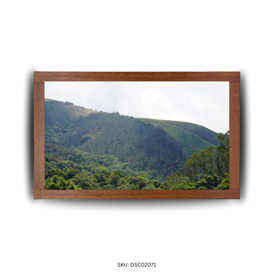 Evergreen Giants of the Hills - First Image