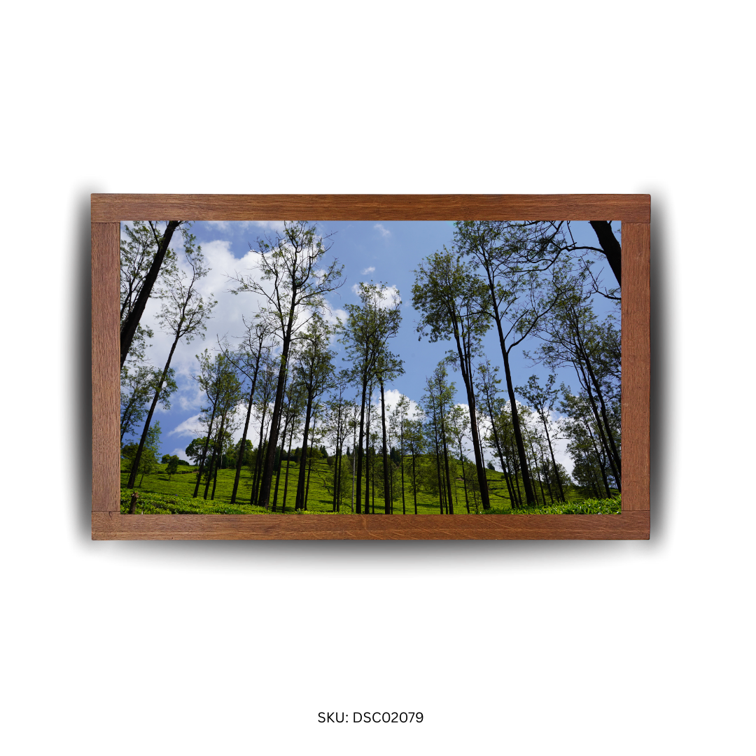 Beneath the Watchful Trees - First Image