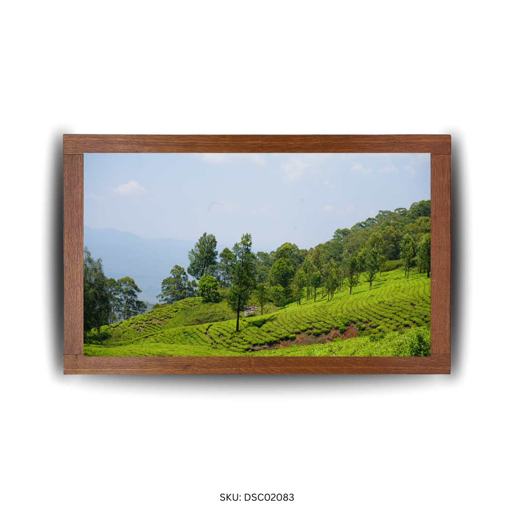 Canopy Above, Garden Below - First Image