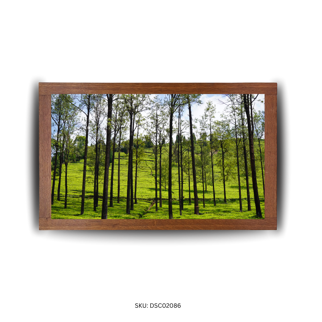 Among Tall Shadows & Tea Leaves - First Image