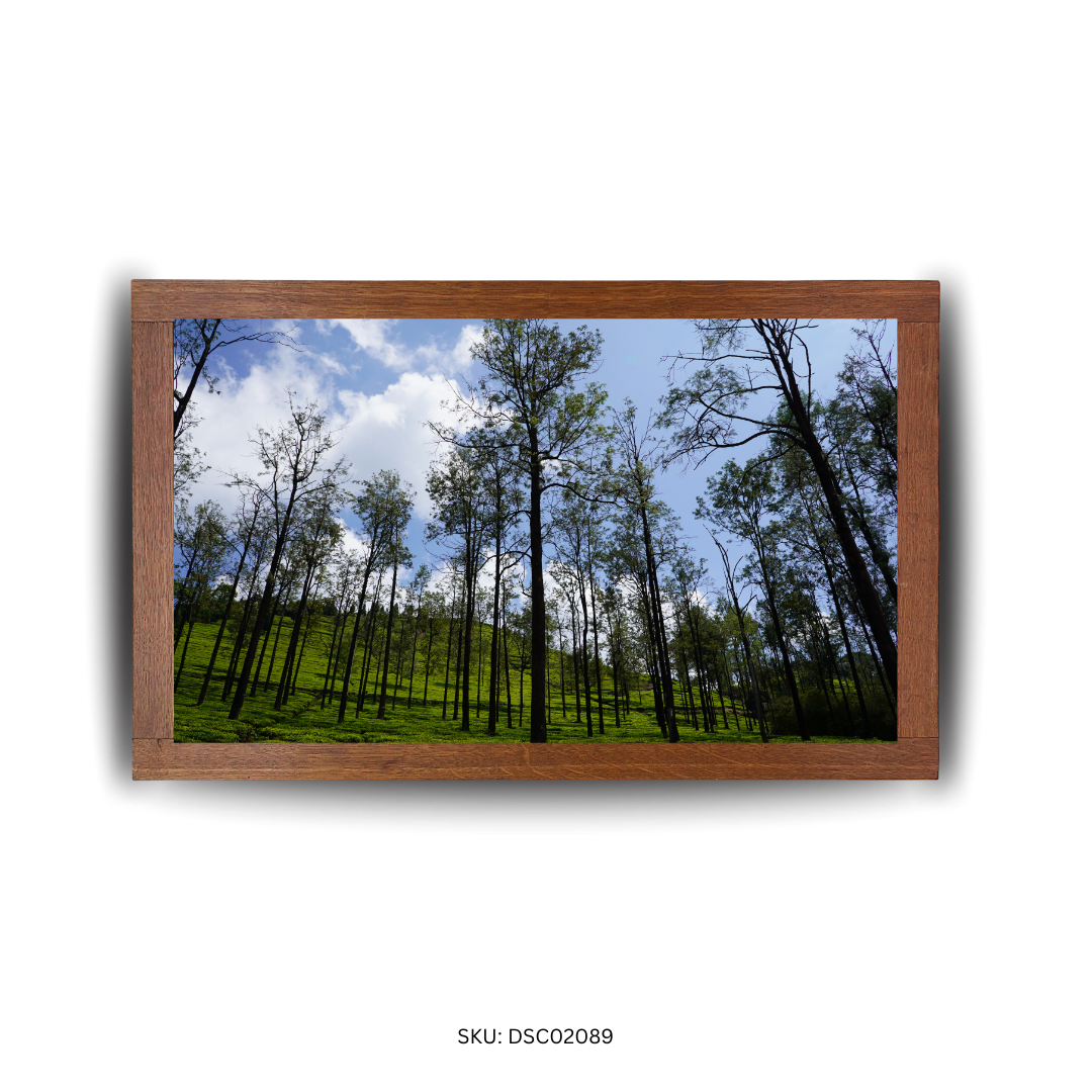 Beneath the Tallwood Canopy - First Image