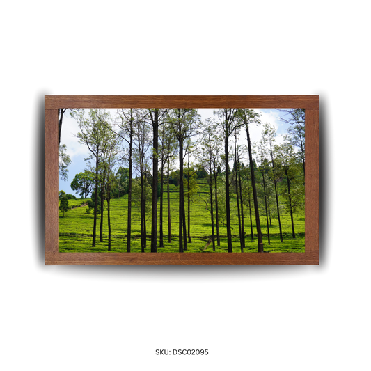 The Green Gold Grove - First Image