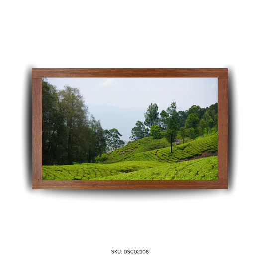 Lush Layers of Life - First Image